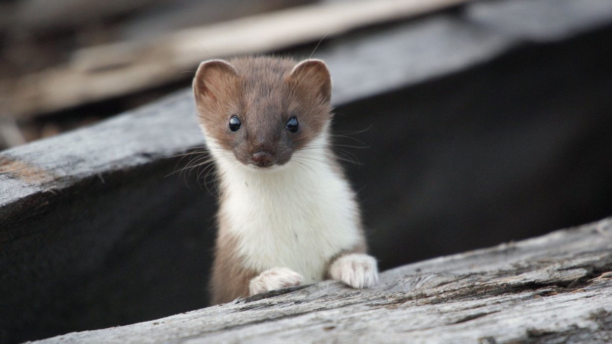 Американская норка (Mustela Vison)