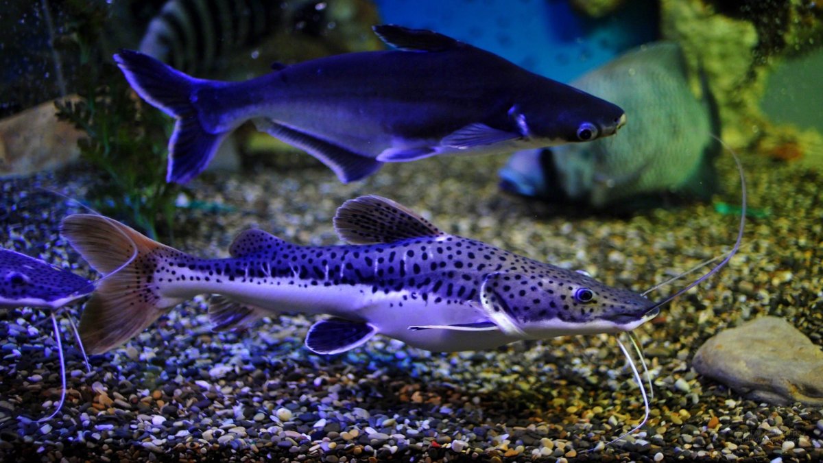 Акулий Барбус аквариумная рыбка