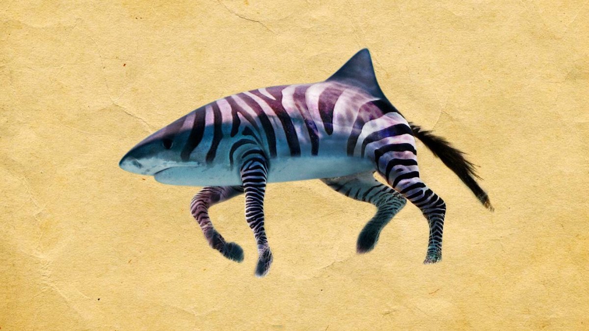 Список всех видов акул