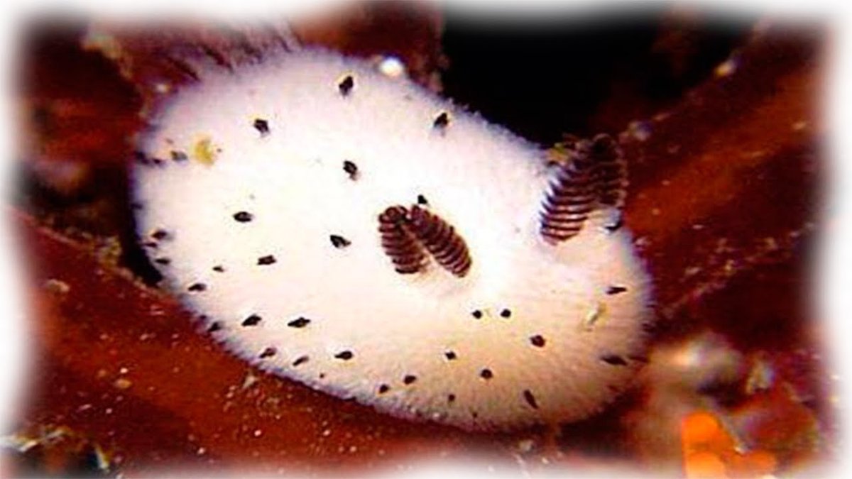 Морской СЛИЗНЯК кролик