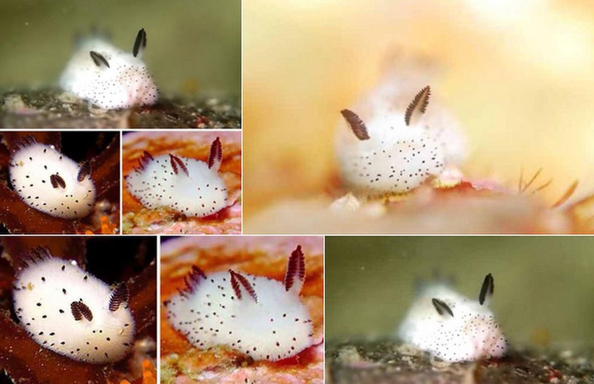 СЛИЗЕНЬ Jorunna Parva