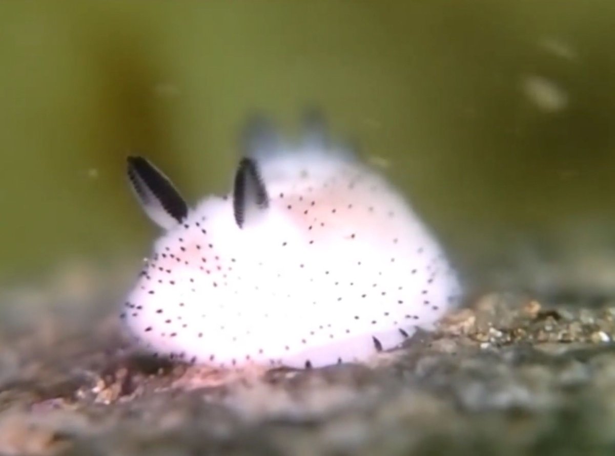 Длинноухие кролики фото