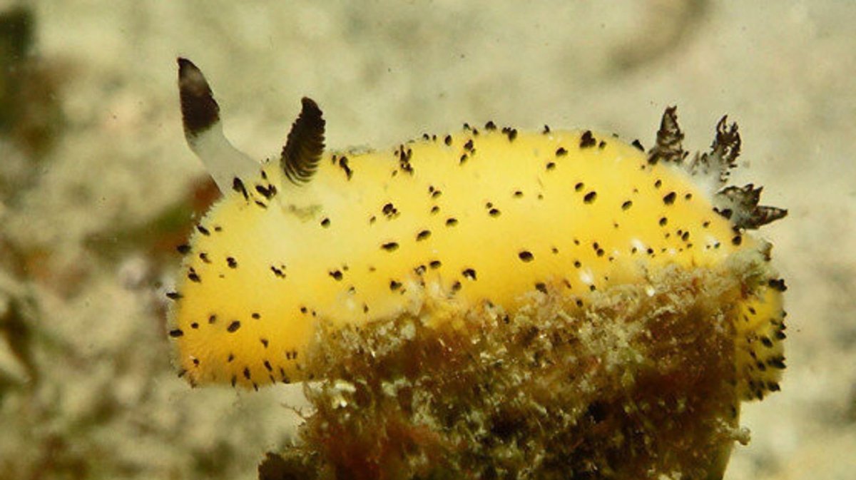 Милый кролик