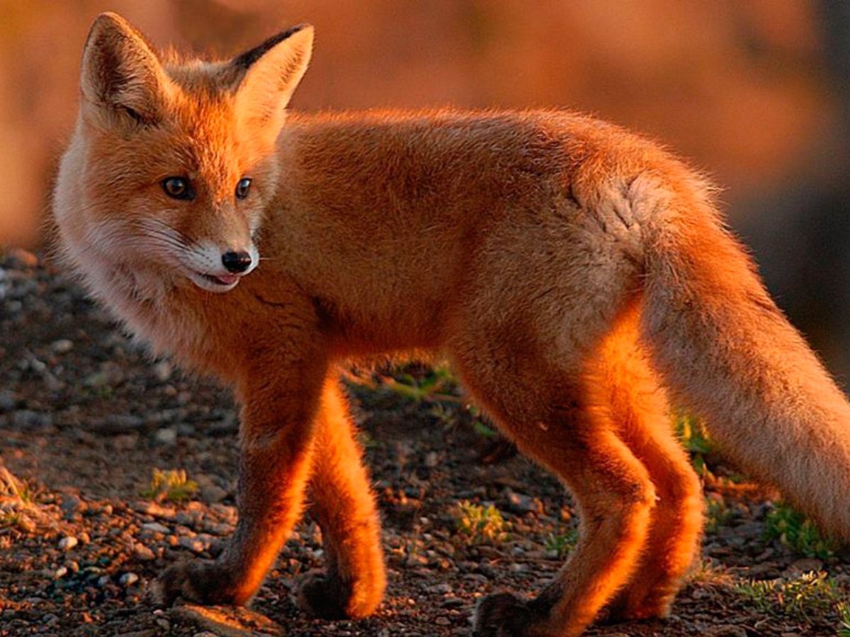 Темно рыжие Лисичка