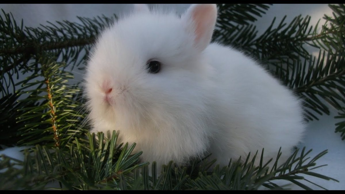 Кролик фото