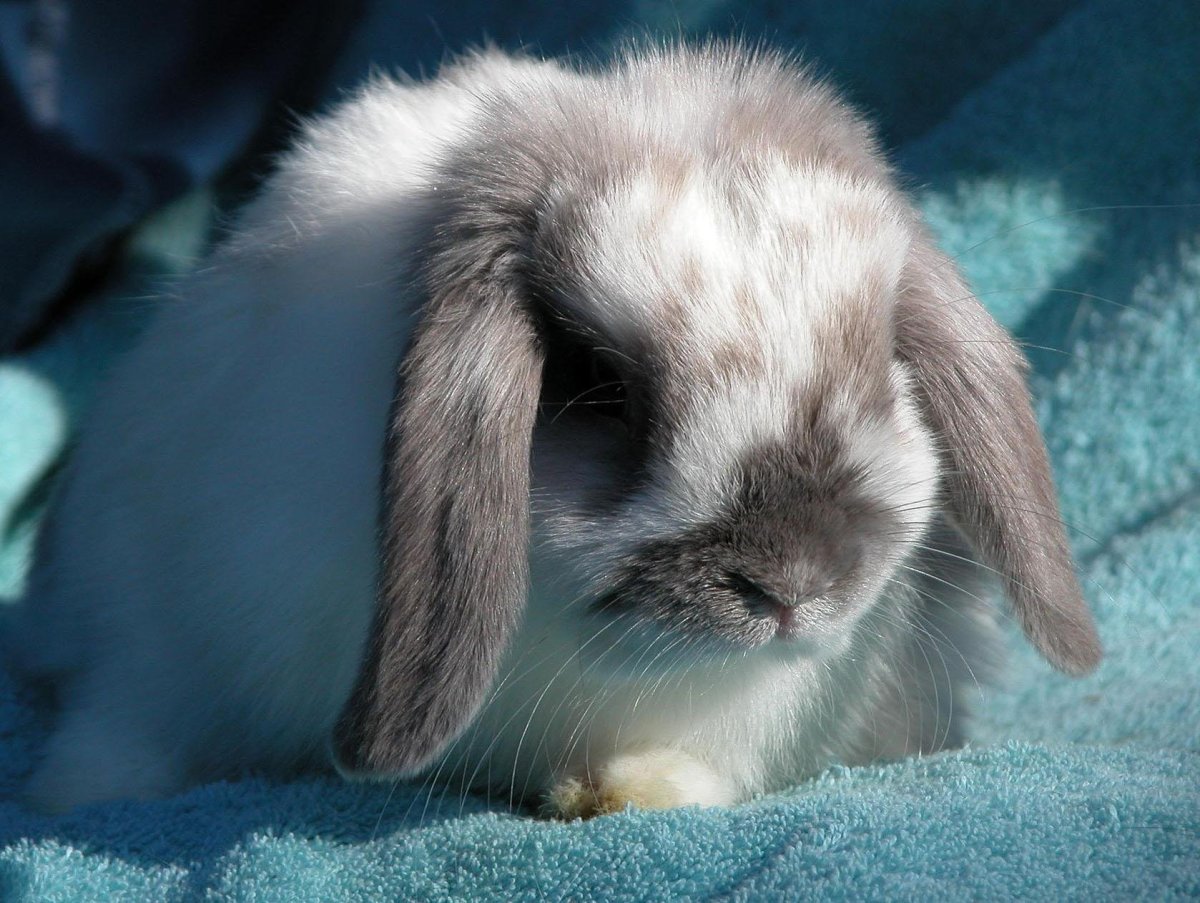 Морской Голожаберный моллюск