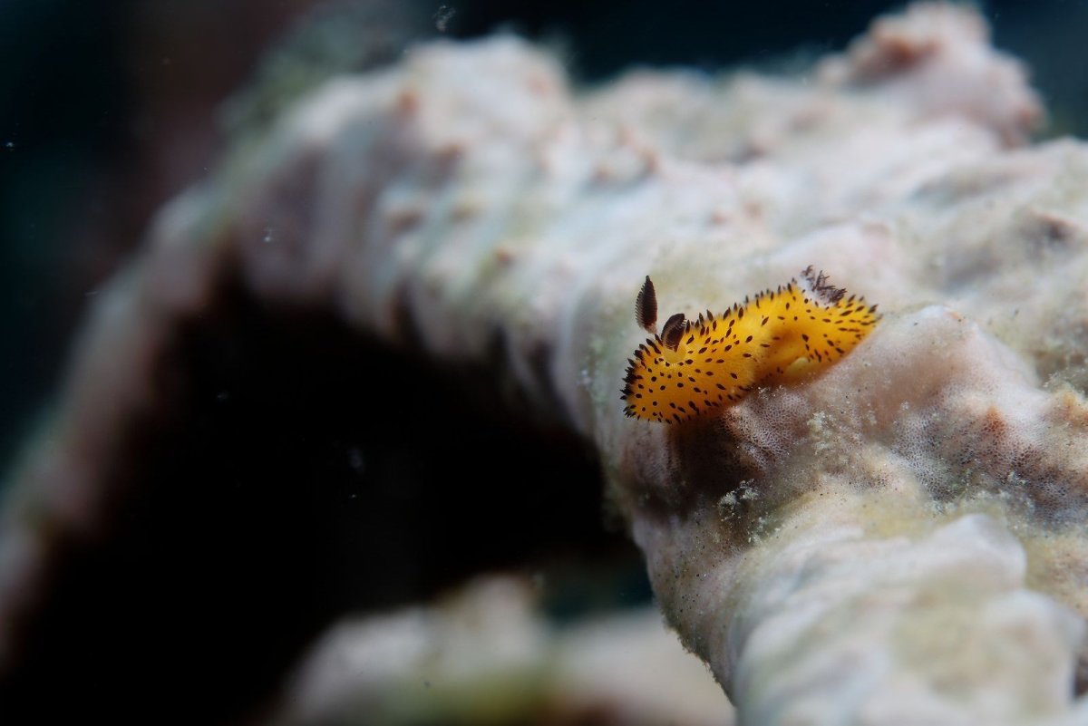 Морской СЛИЗНЯК кролик