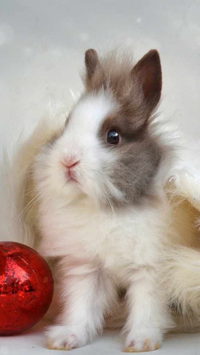 Морские свинки