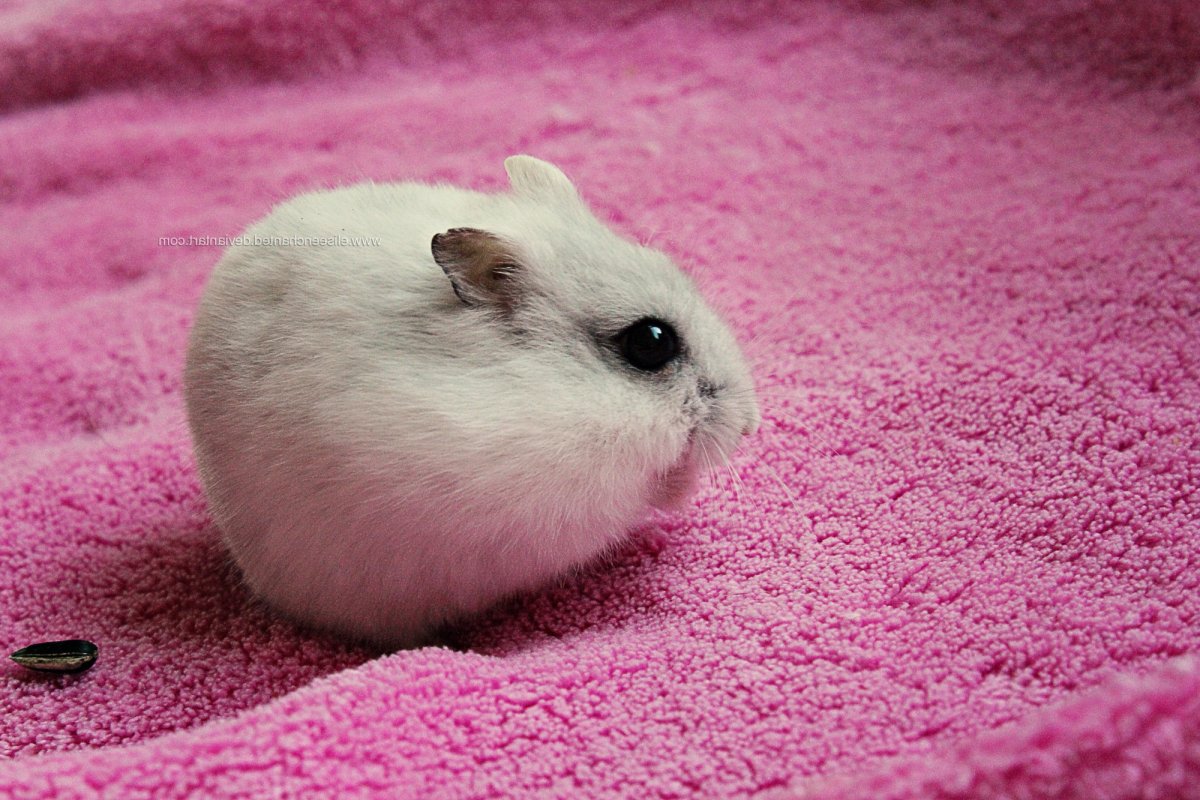 Заяц Беляк в Пермском крае