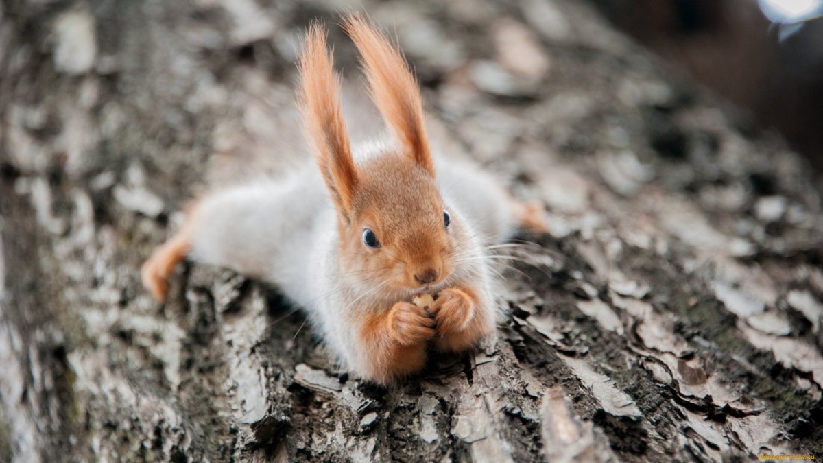 Морской кролик, Jorunna Parva.
