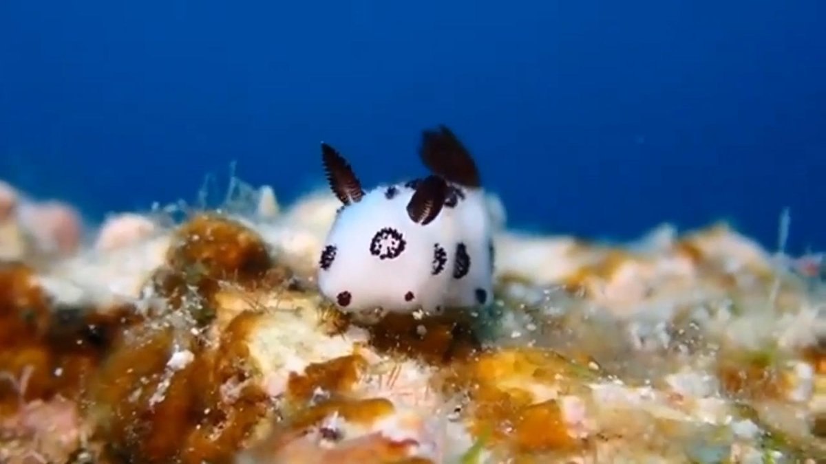 Бунни рэббит