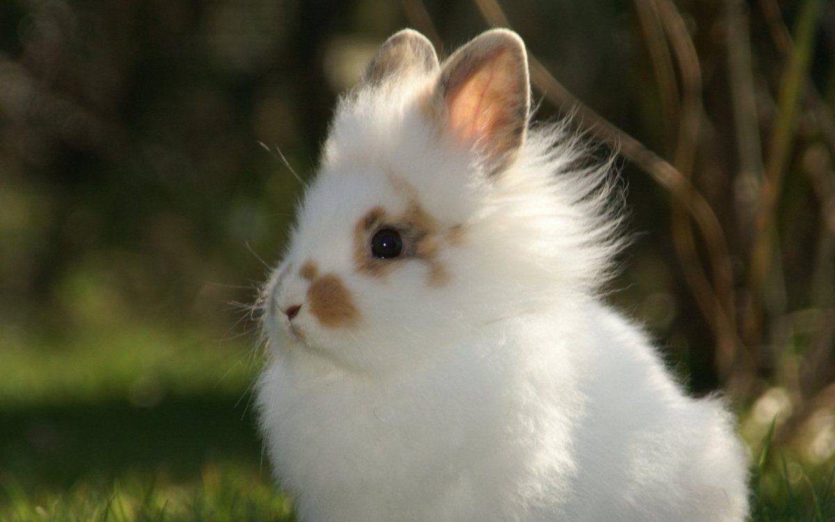 Кроличья семья