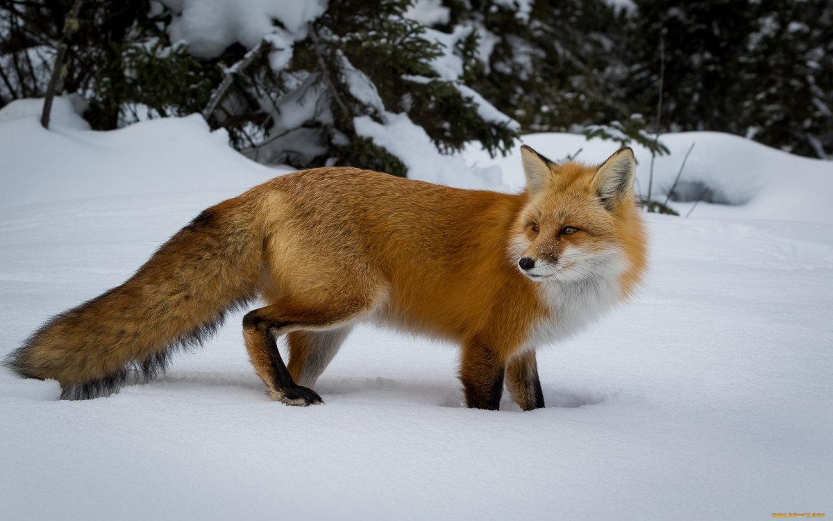 Русская лиса