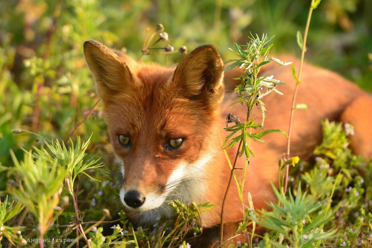 Анадырская обыкновенная лисица