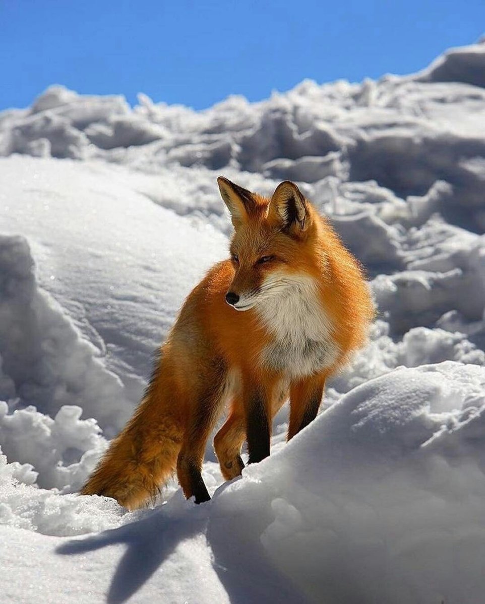 Розовая лиса