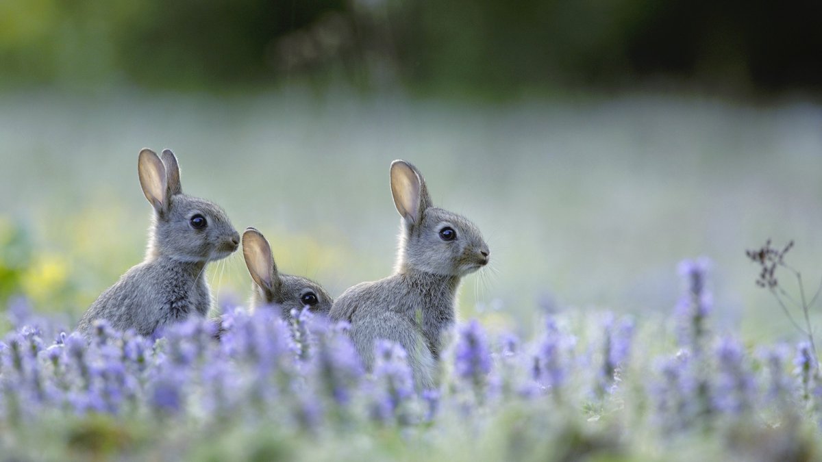 Кролик выглядывает