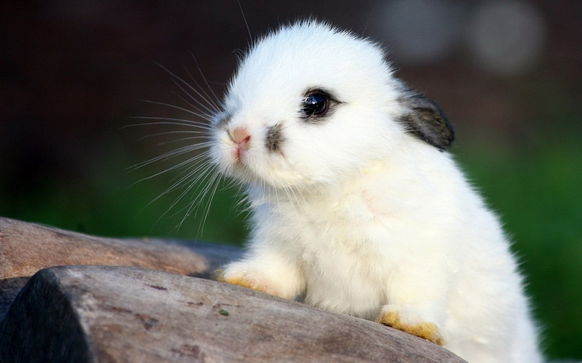 Красивые кролики