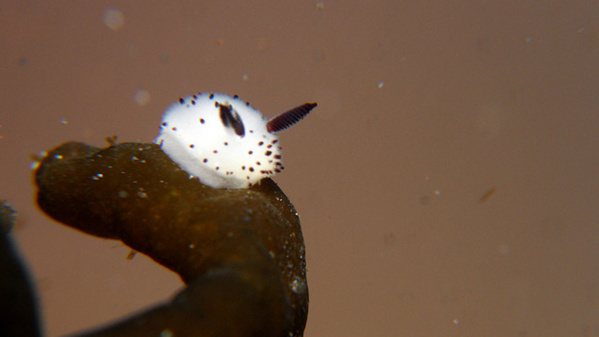 Маленькие кролики