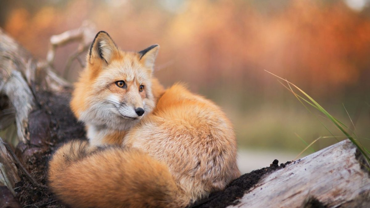 Лисичка Фыр Фыр