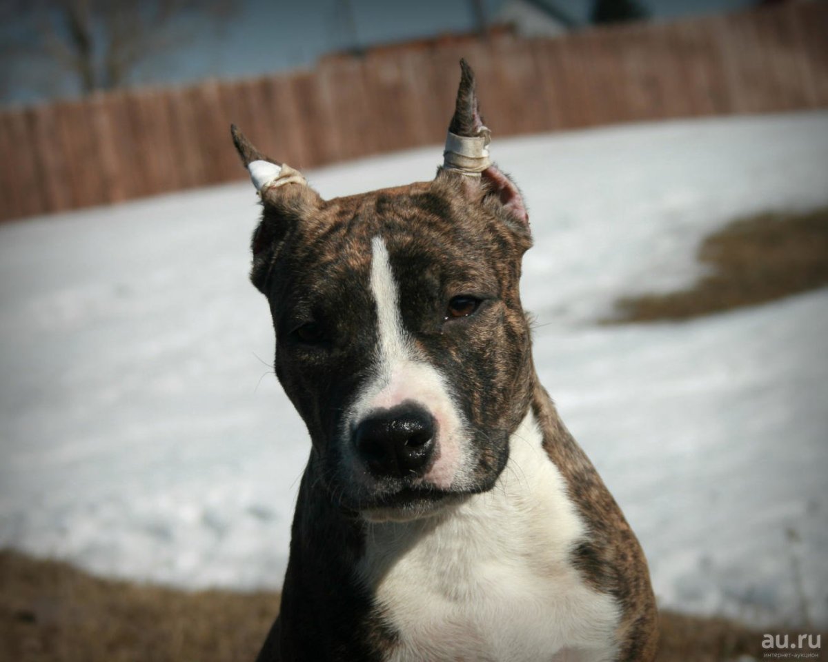 Стаффордширский терьер серый в тигровый окрас