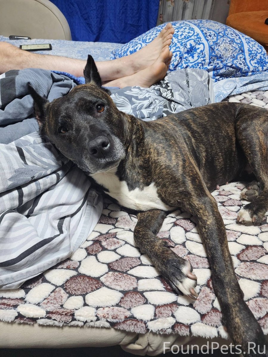 Стаффордширский бультерьер тигровый