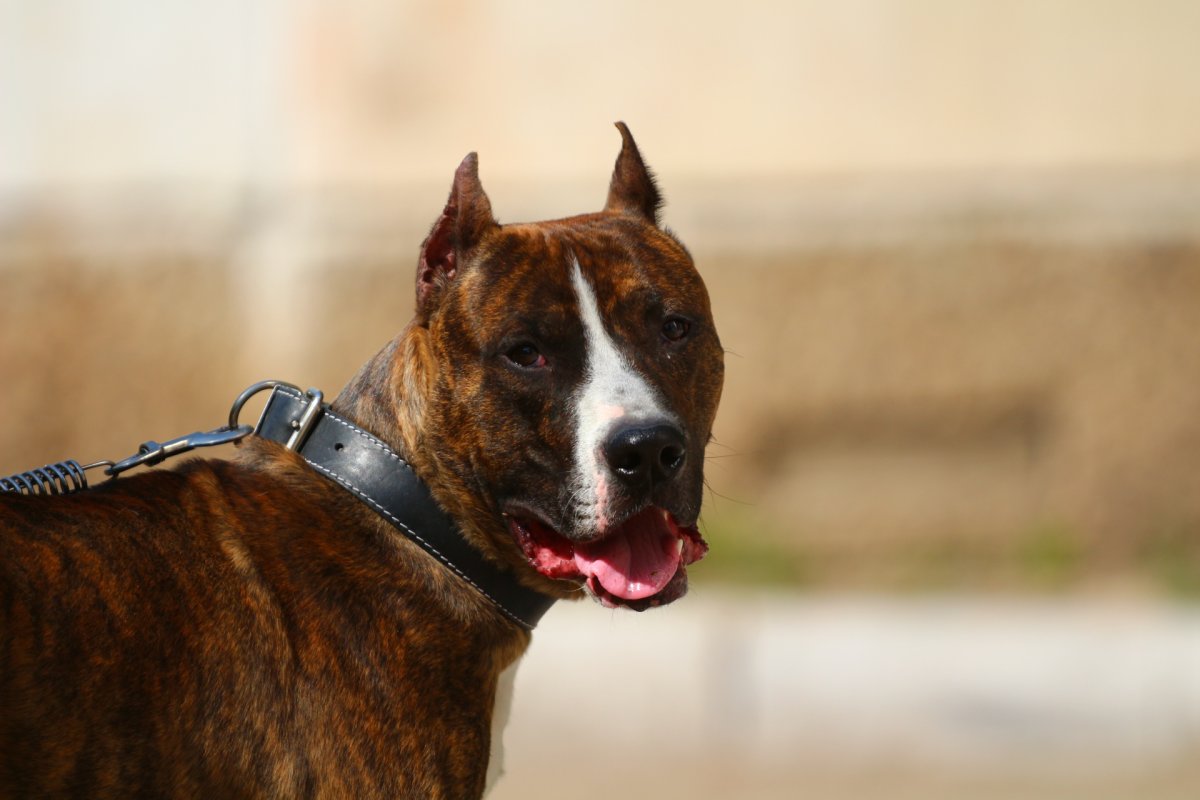 Стаффордширский терьер тигровый