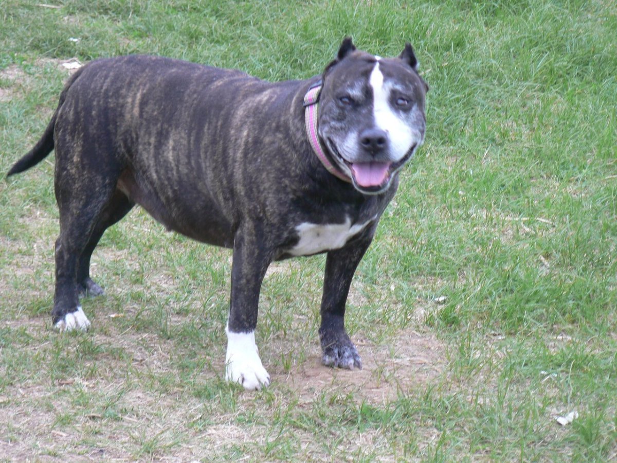 Американский питбультерьер тигровый