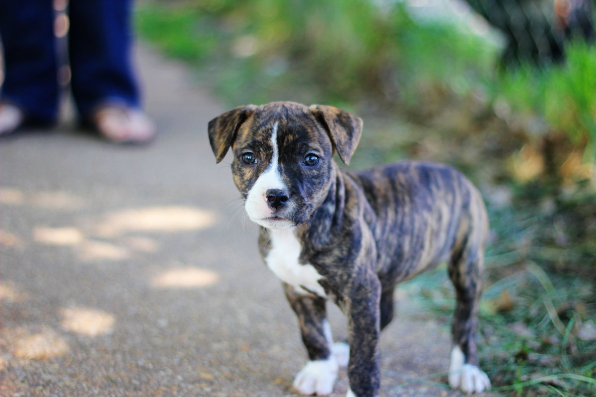 Стаффорд адонис