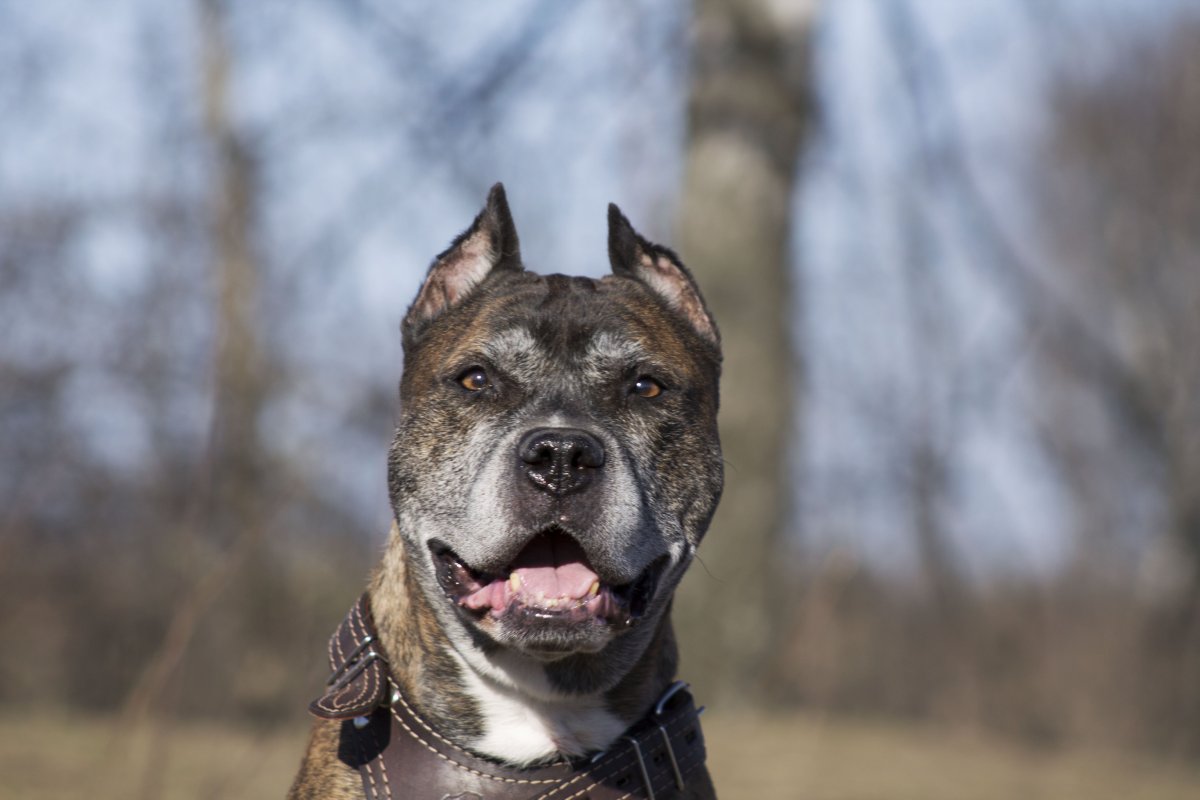 Американский стаффордширский терьер тигровый