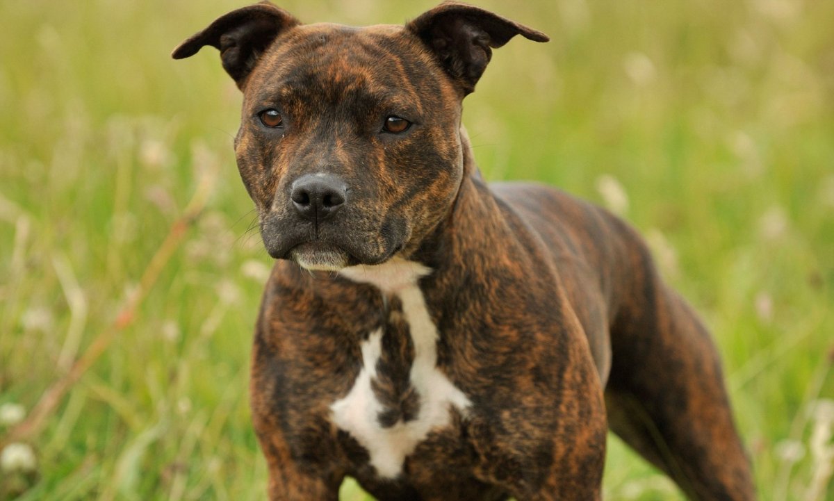 Стаффордширский терьер пятнистый