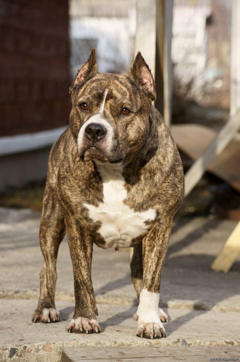 Американский стаффордширский терьер