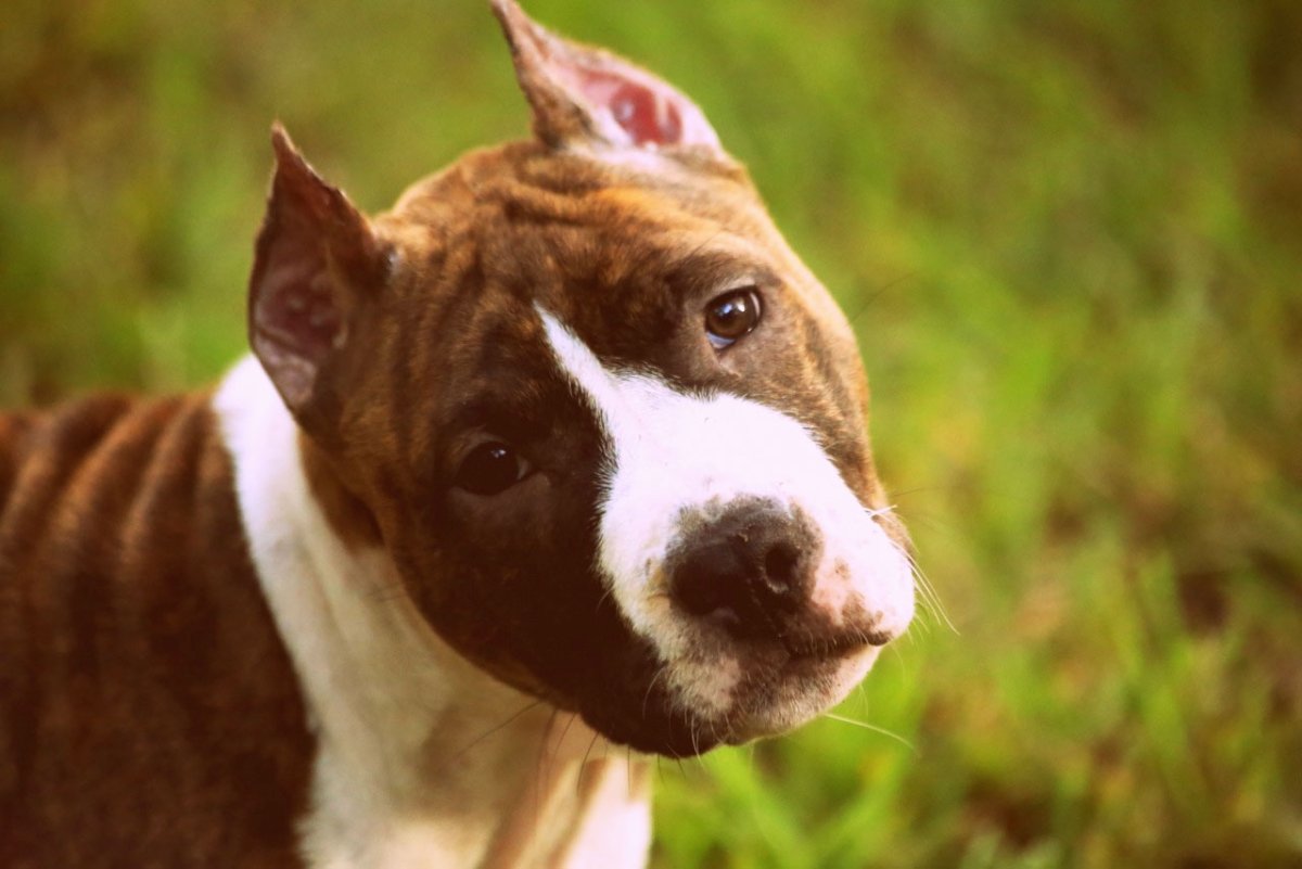 Американский стаффордширский терьер