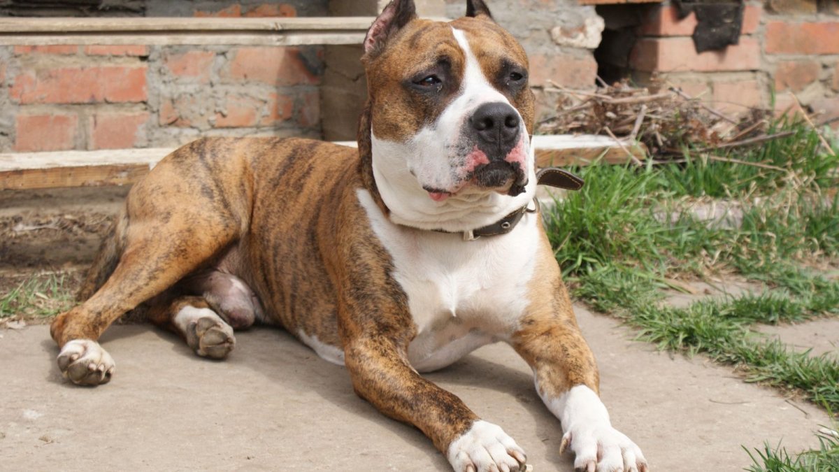 Американский стаффордширский терьер тигровый