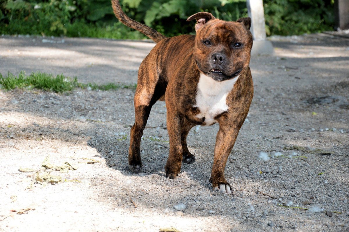 Энтони Стаффорд бир