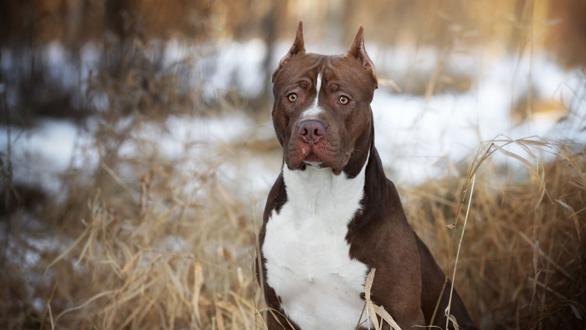 Стаффордширский терьер персик