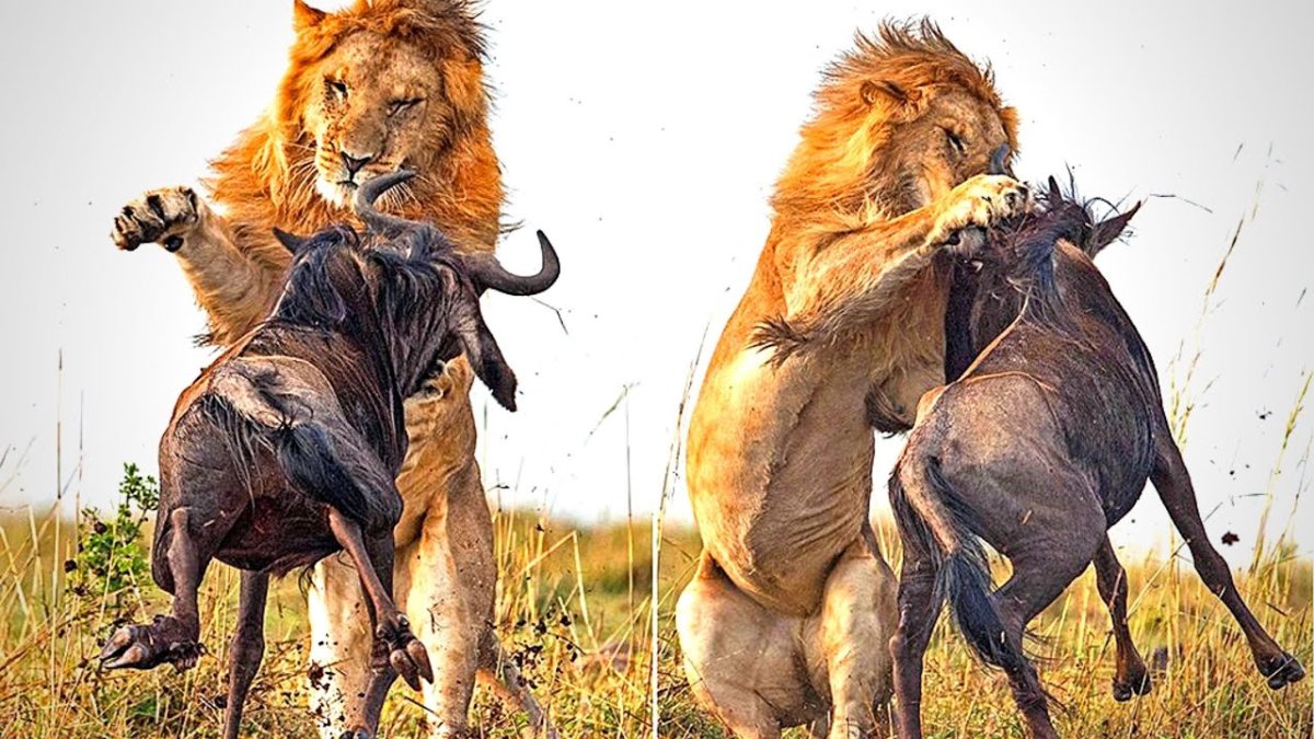 Лев атакует