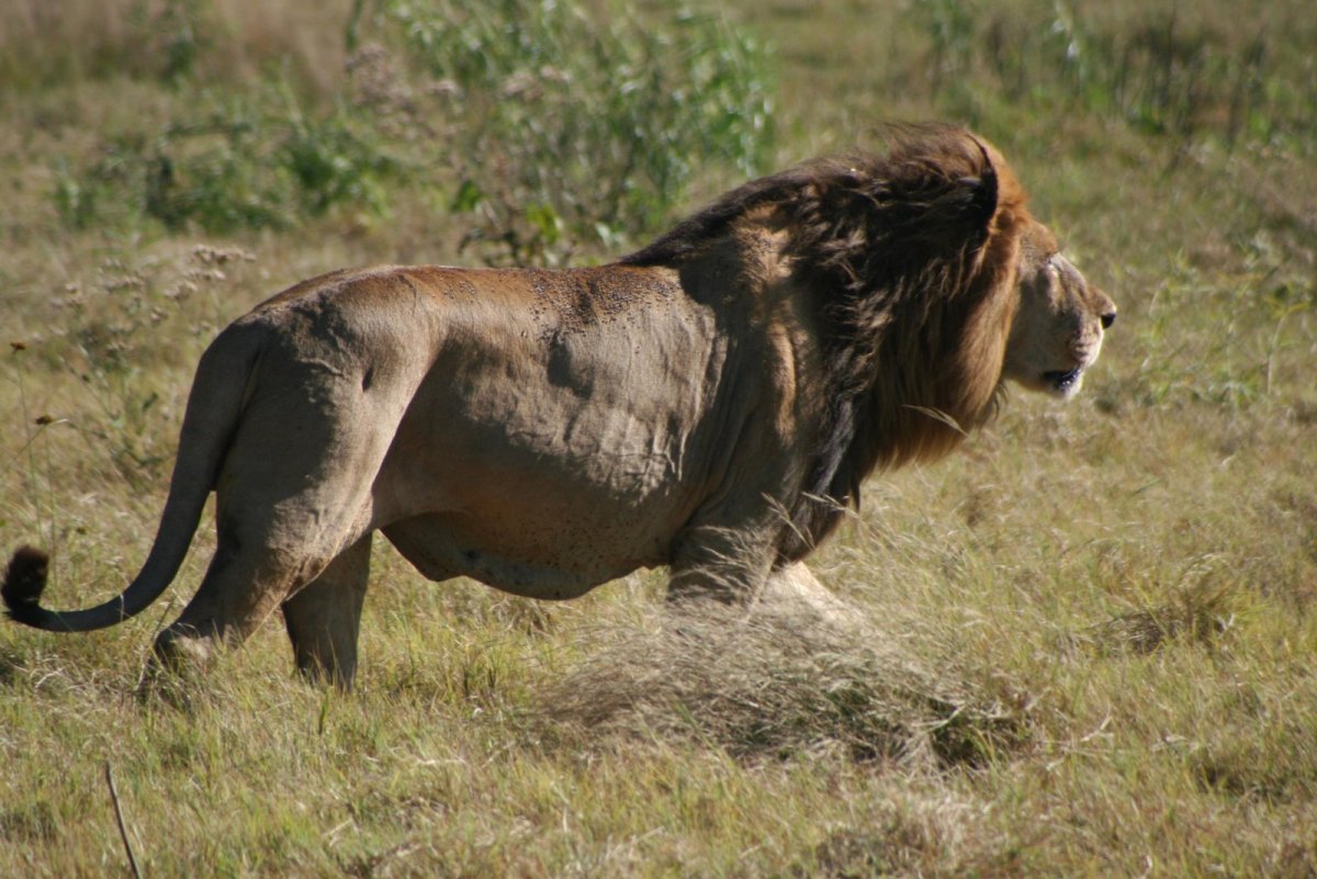 Лев с мускулами