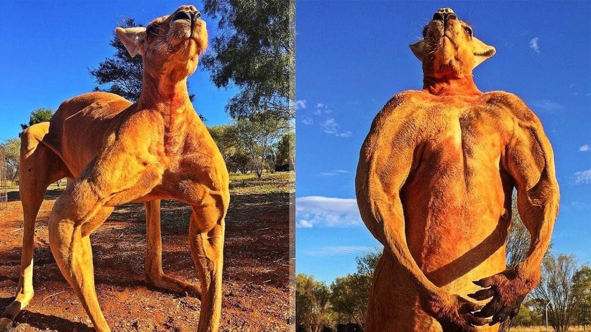 Битва Львов за Прайд