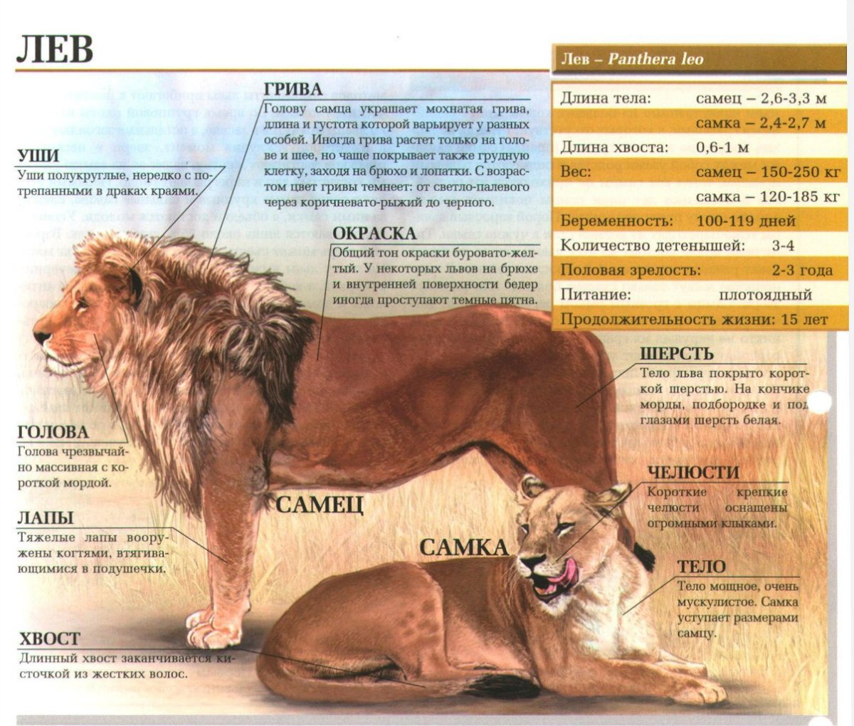 Нападение животных на людей