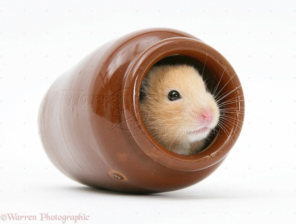 Hamsters Hide перевод