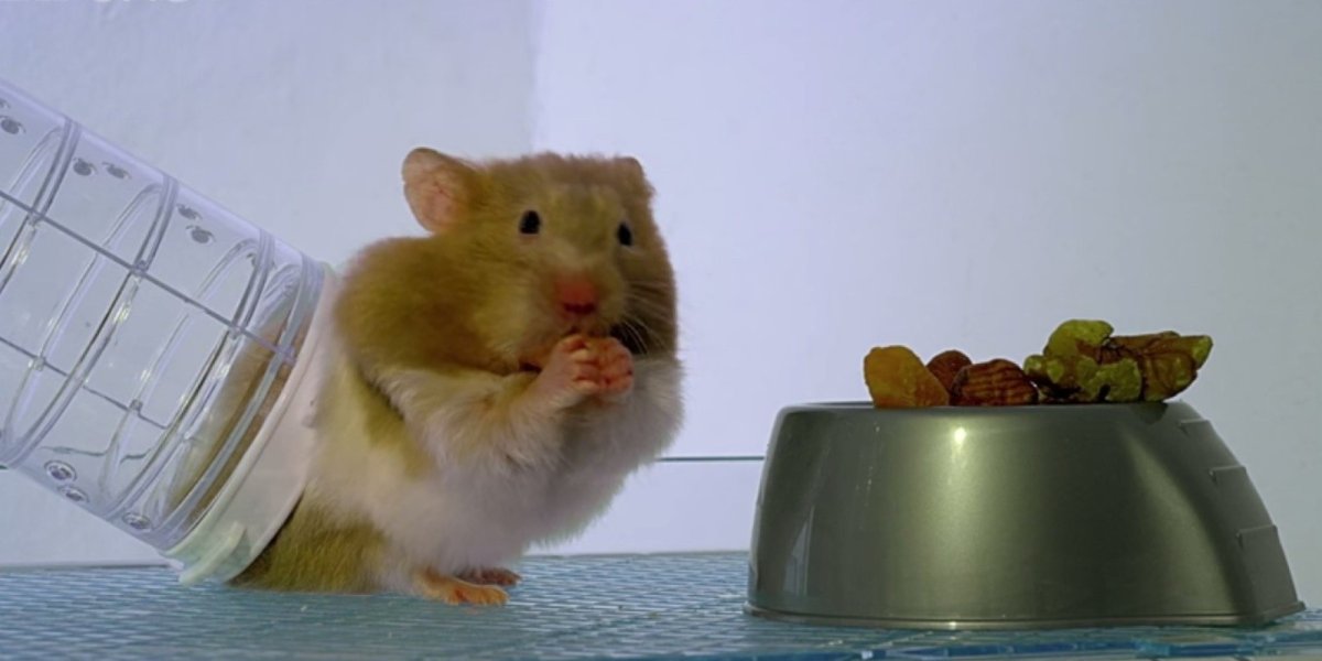 Что едят хомяки