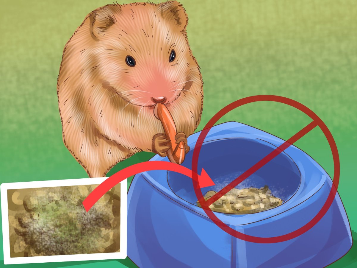 Дрессированные хомячки