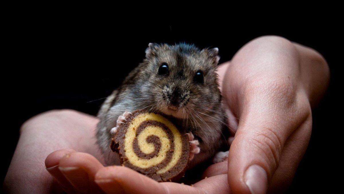 Хомяк джунгарский