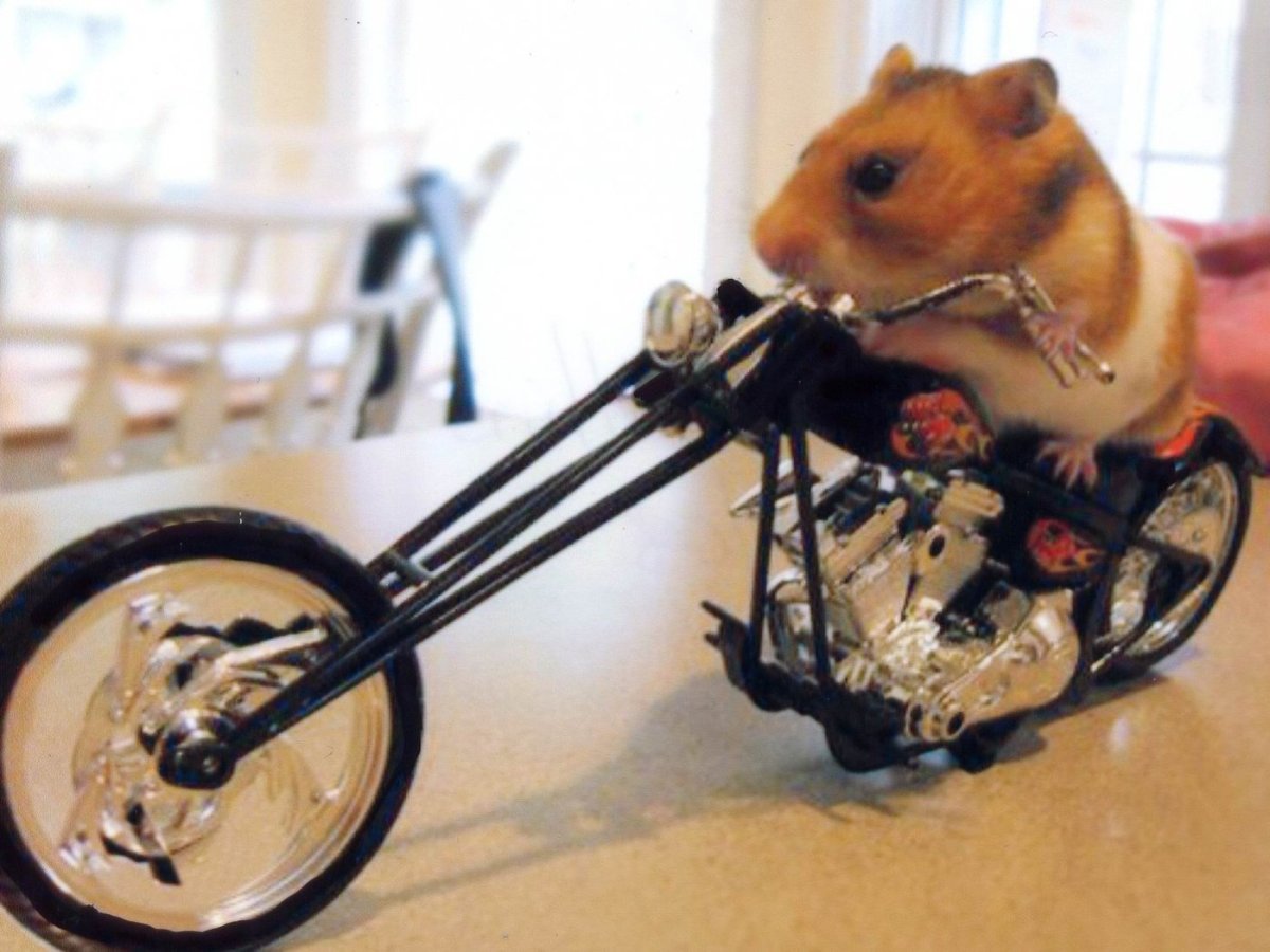 Хомяк с двумя пальцами