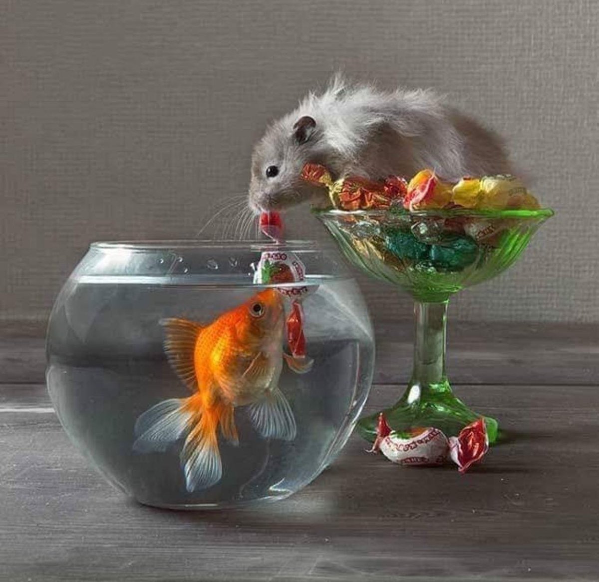 Хомячки Елена Еремина