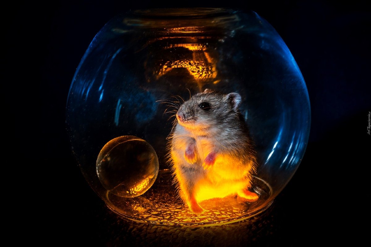 Хомячок в шаре
