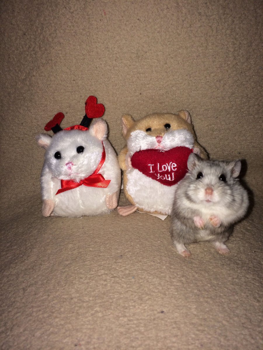 Хомяк в банке