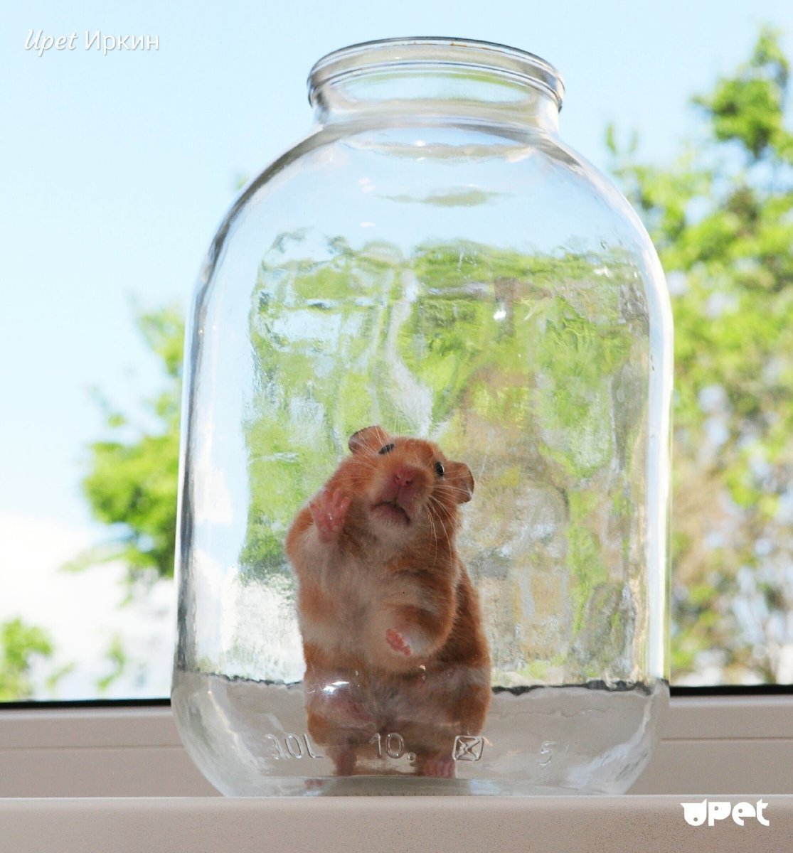 Джунгарский хомячок в колесе