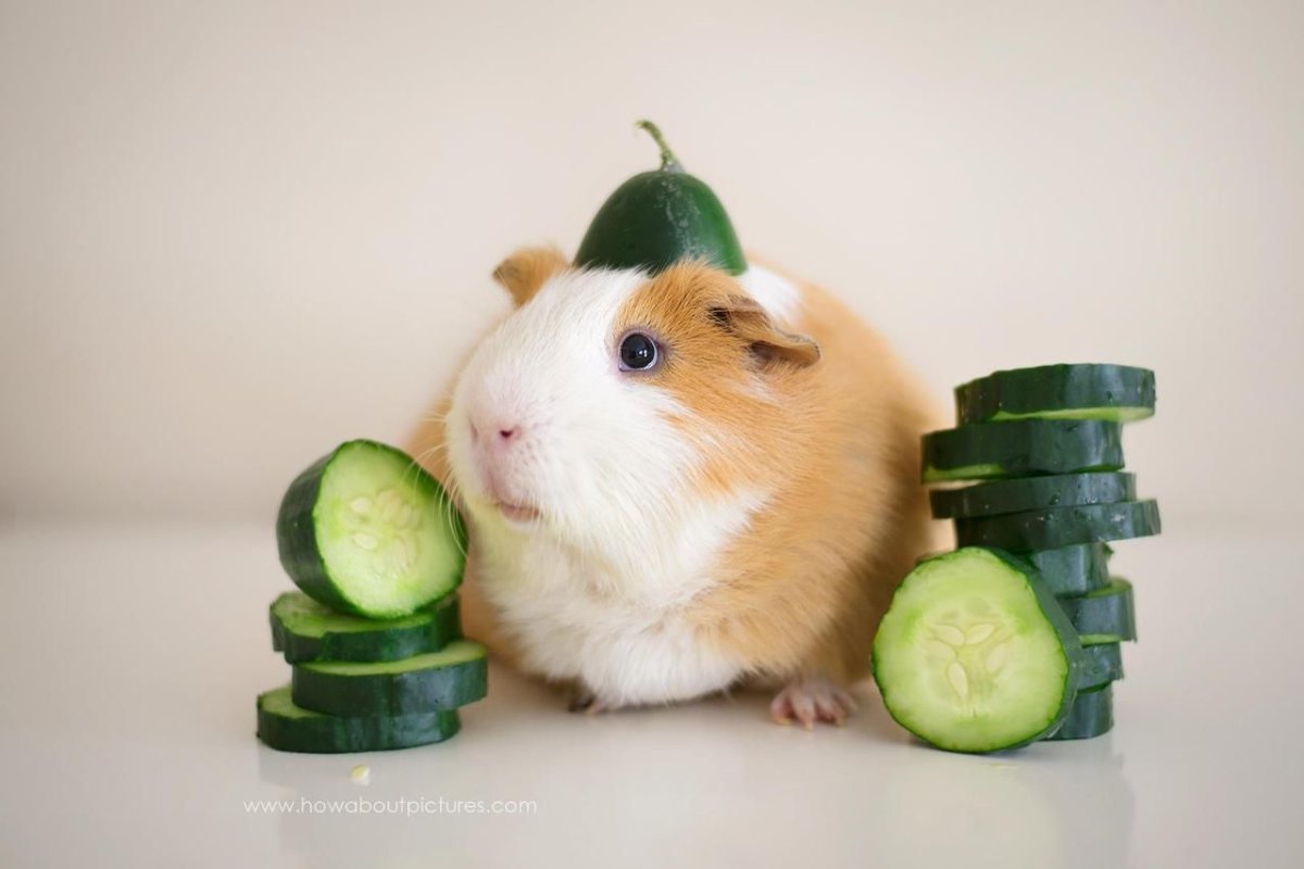 Хомяк с огурцом