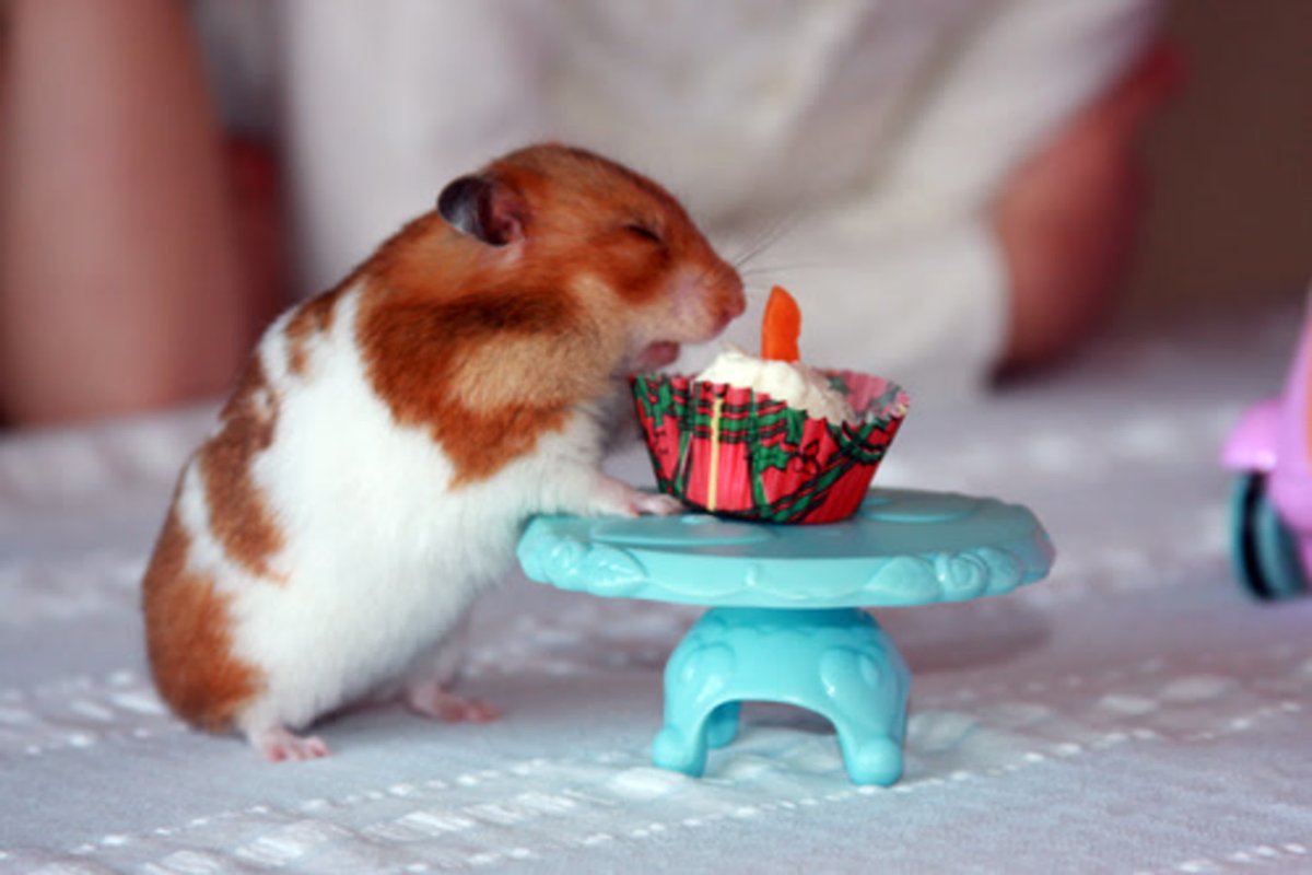 С днем рождения хомяк